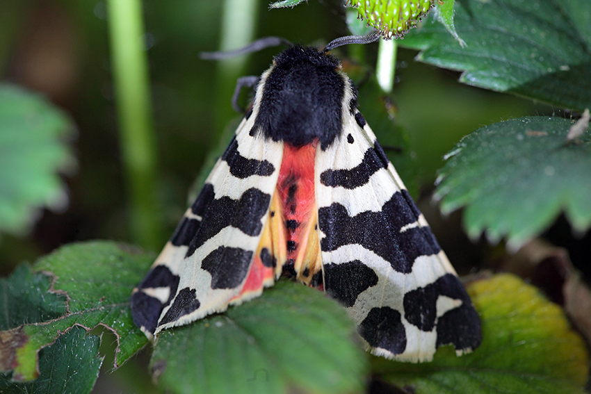 Atlantarctica tigrina? S (Erebidae Arctiinae)